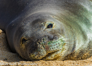 Monk Seal Photograph