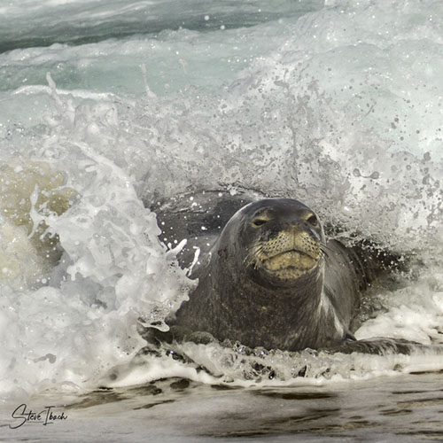 Picture of Hawaiian monk seal emerging from water
