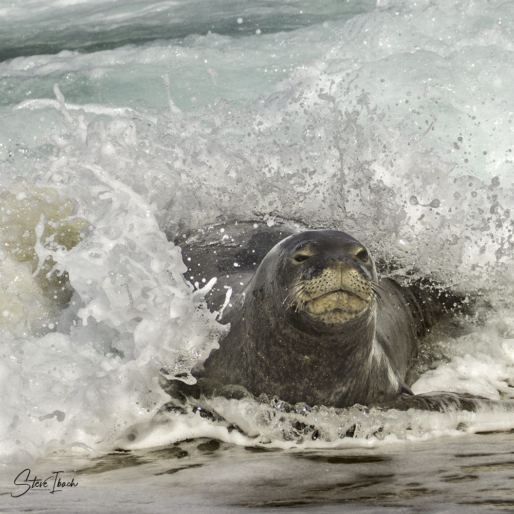 Fine Art Hawaiian Monk Seal