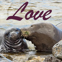 seal love